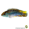 Apistogramma alacrina Rotpunkt-Zwergbuntbarsch