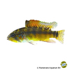 Apistogramma sp. 'D36' Apistogramma D36
