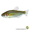 Hollandichthys multifasciatus Holland-Salmler