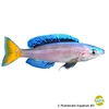 Cyprichromis leptosoma 'Chituta' Kärpflingscichlide-Chituta