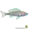 Cyprichromis leptosoma 'Albino' Kärpflingscichlide Albino