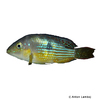 Gymnogeophagus australis La Plata-Erdfresser