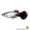 Poecilia reticulata var. Guppy Tuxedo Pink
