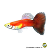 Poecilia reticulata var. Guppy Moskau Rot