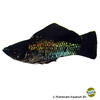 Poecilia latipinna var. Molly Electric Blue