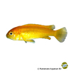 Pseudotropheus johannii 'Metangula' Kobalt-Orange-Buntbarsch Metalunga