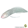 Protopterus aethiopicus 'Albino' Marmorierter Lungenfisch Albino