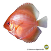 Symphysodon aequifasciatus var. Diskus Red