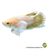 Betta splendens 'Plakat Dumbo Ear Gold' Kampffisch Plakat Dumbo Ear Gold