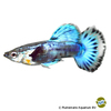 Poecilia reticulata var. Guppy Tuxedo Blue Berry