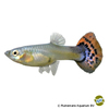 Poecilia reticulata var. Guppy Leopard Rot-Blau ♀