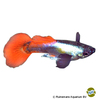 Poecilia reticulata var. Guppy Dumbo Ear Platin Rot