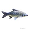 Barbonymus gonionotus Silberbarbe