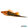 Xiphophorus hellerii var. Schwertträger Tiger