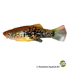 Xiphophorus milleri Catemaco-Platy