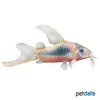 Osteogaster aenea 'Long-fin' Metallpanzerwels Long-fin