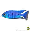 Copadichromis azureus Azur-Cichlide