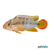 Apistogramma panduro Panduros Zwergbuntbarsch