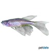 Danio rerio 'Frankei Longfin' Leopardbärbling Schleier