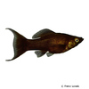 Poecilia sphenops var. Black Molly Lyra