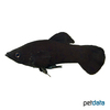 Poecilia sphenops var. Black Molly
