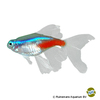 Paracheirodon innesi 'Longfin' Neonsalmler Longfin