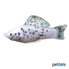 Poecilia latipinna var. Molly Marmor