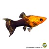 Poecilia sphenops var. Molly Tuxedo Gold Dust Lyra