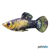 Poecilia sphenops var. Molly Tuxedo Gold Dust