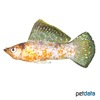 Poecilia latipinna var. Molly Gold Dust