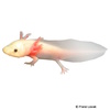 Ambystoma mexicanum Axolotl Albino