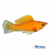Poecilia latipinna var. Molly Kupfer