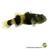 Brachygobius doriae Goldringelgrundel