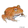 Ceratophrys cranwelli Schmuckhornfrosch Strawberry-Albino