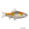 Barbodes semifasciolatus 'Koi' Messingbarbe Koi