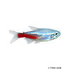 Paracheirodon innesi 'Brilliant' Neonsalmler Brillant