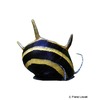 Clithon diadema 'Zebra' Diadem-Geweihschnecke Zebra