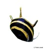Clithon diadema 'Tricolor' Diadem-Geweihschnecke Tricolor