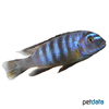 Cynotilapia zebroides 'Cobue' Zebra-Cynotilapia Cobue