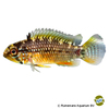 Apistogramma sp. 'Xingu' Vielfleck-Apistogramma
