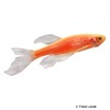 Danio rerio 'Gold Longfin' Zebrabärbling Gold Schleier