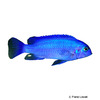 Metriaclima callainos 'Blue' Kobalt-Zebrabuntbarsch Blau