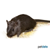 Meriones unguiculatus Mongolische Rennmaus Schwarz