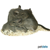 Octodon degus 'Blue' Degu Blau