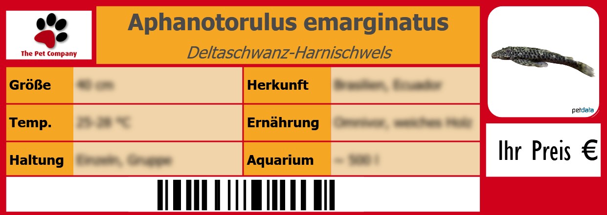 Aphanotorulus emarginatus Deltaschwanz-Harnischwels 105 x 38 mm