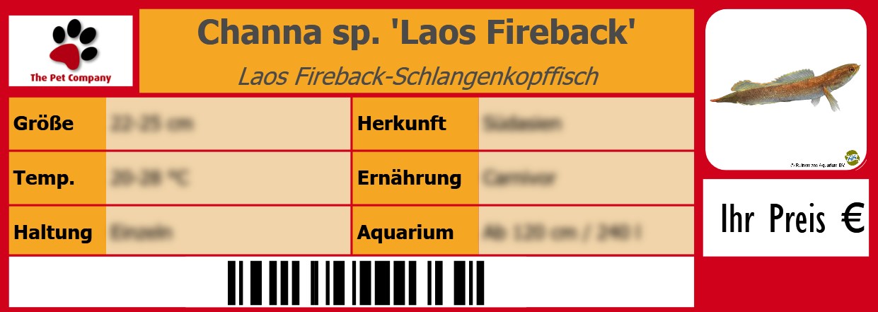 Channa sp. 'Laos Fireback' Laos Fireback-Schlangenkopffisch 105 x 38 mm