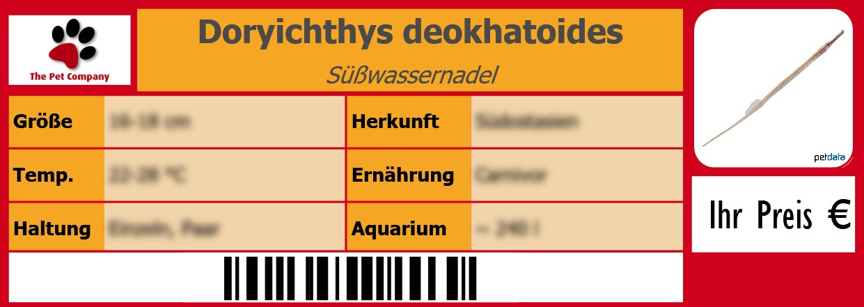 Doryichthys deokhatoides Süßwassernadel 105 x 38 mm