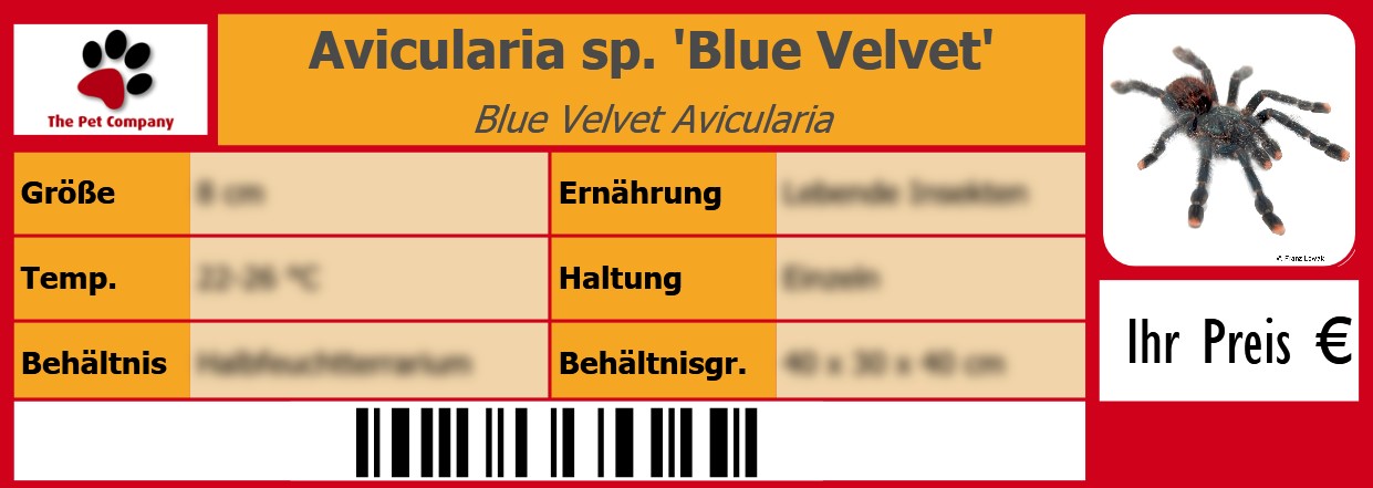 Avicularia sp. 'Blue Velvet' Blue Velvet Avicularia 105 x 38 mm