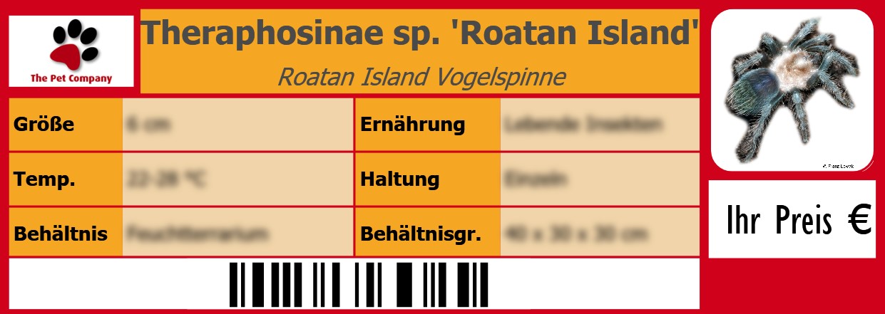 Theraphosinae sp. 'Roatan Island' Roatan Island Vogelspinne 105 x 38 mm
