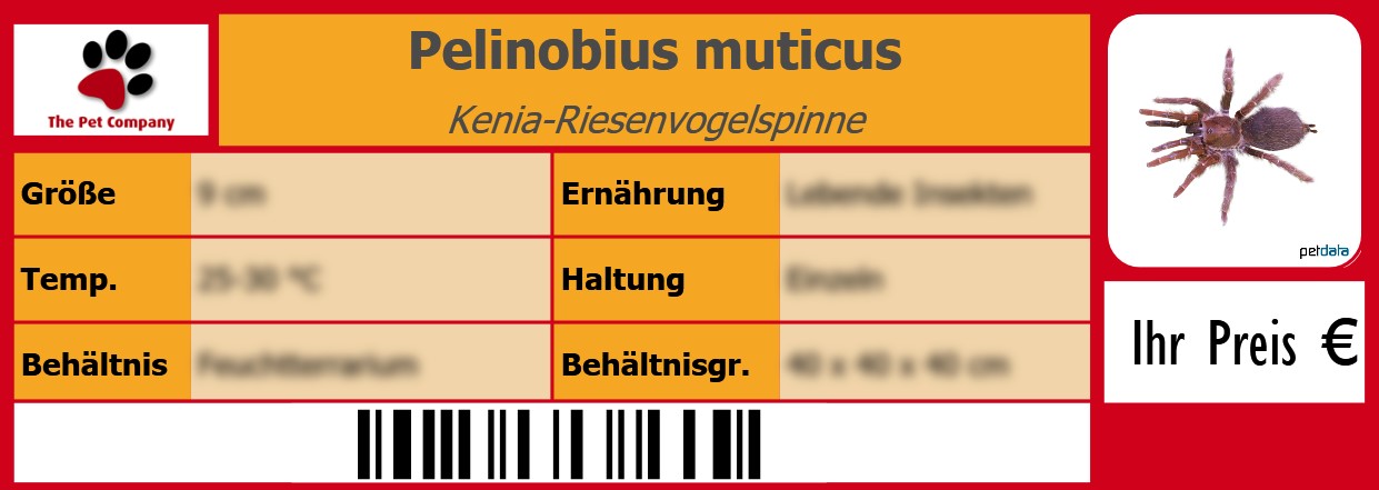 Pelinobius muticus Kenia-Riesenvogelspinne 105 x 38 mm